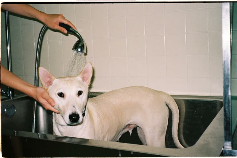 A dog being rinsed in a stainless steel grooming bath