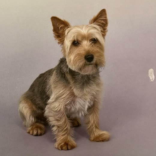 A freshly groomed small terrier sitting on a plain pastel backdrop