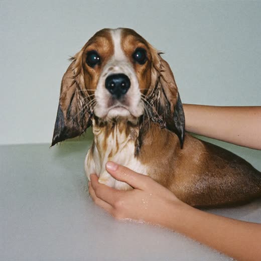 A spaniel being bathed, held by a groomer's hands