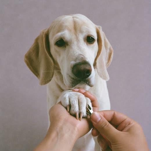 A dog's paw held for a nail trim