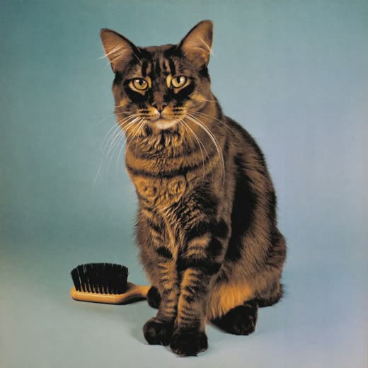 A long-haired cat with a freshly brushed coat on a plain pastel backdrop