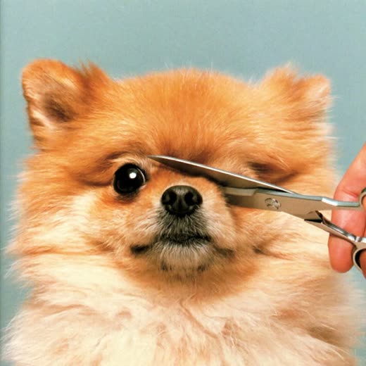 A small fluffy dog after a face and eye trim
